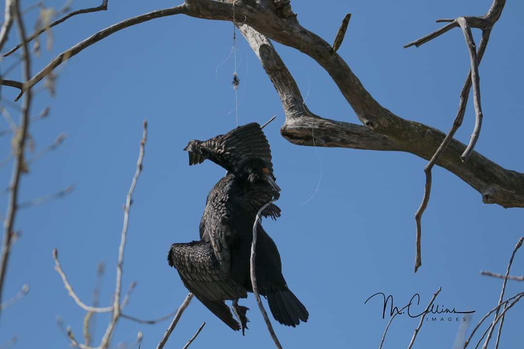 A Double-crested Cormorant snared by fishing line in a tree.